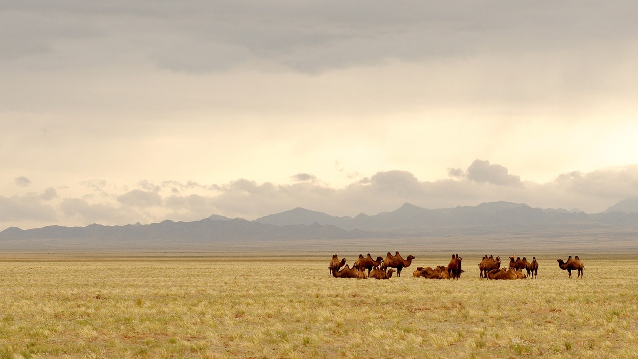 Mongolia – główne atrakcje turystyczne tego kraju